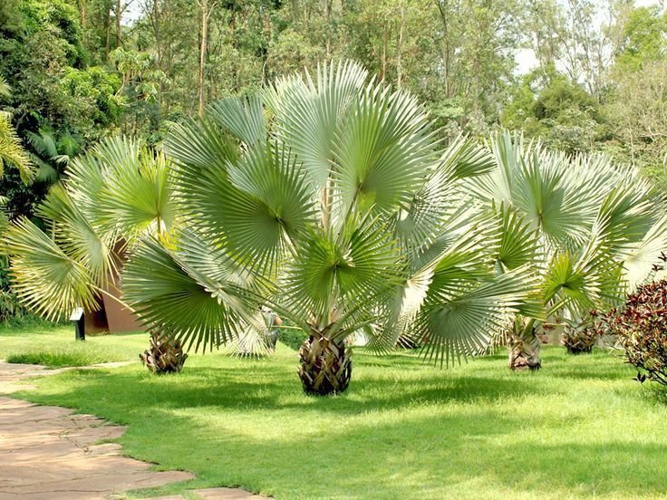 توريد وزراعة النخيل الواشنطني